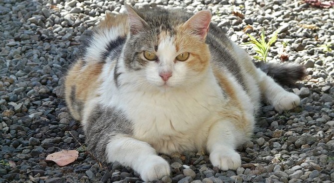 kedilerde fazla kilo ve obezite