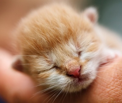 yeni doğmuş yavru kedi